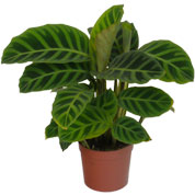 Calathea, zebra foliage